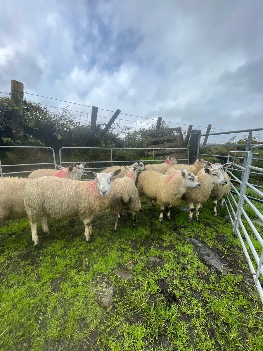 Ewe lambs - Image 4