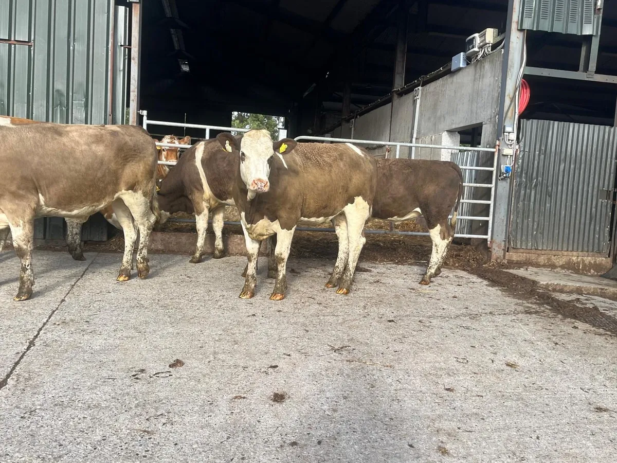 4 super  five stars Simmental heifers - Image 1