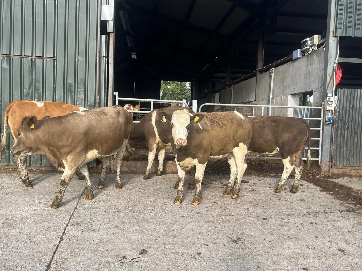 4 super  five stars Simmental heifers - Image 2