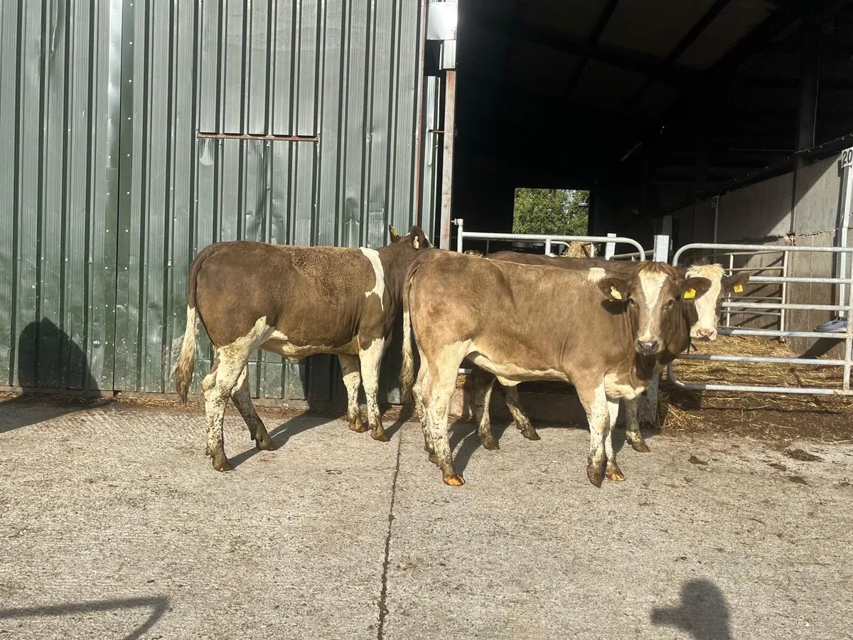 4 super  five stars Simmental heifers - Image 3