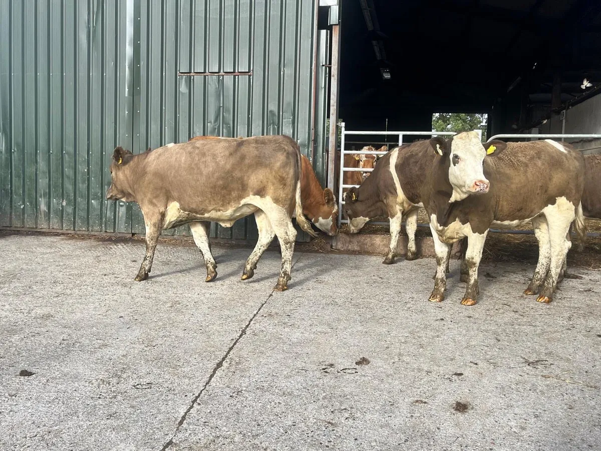 4 super  five stars Simmental heifers - Image 4
