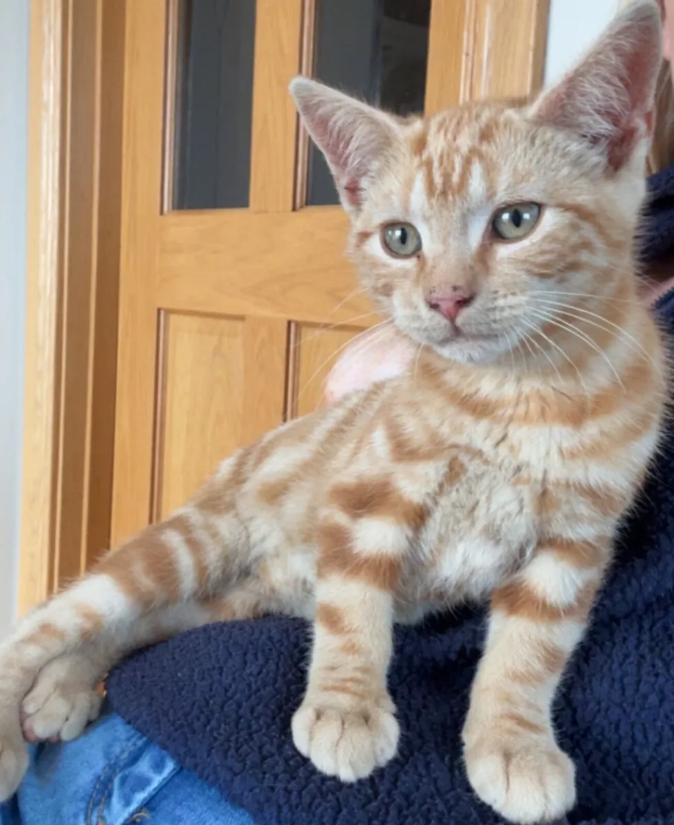 Kittens - Image 4