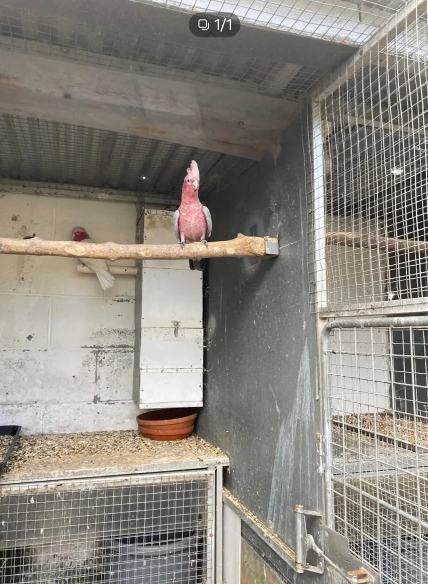 Galah cockatoo hen. - Image 1