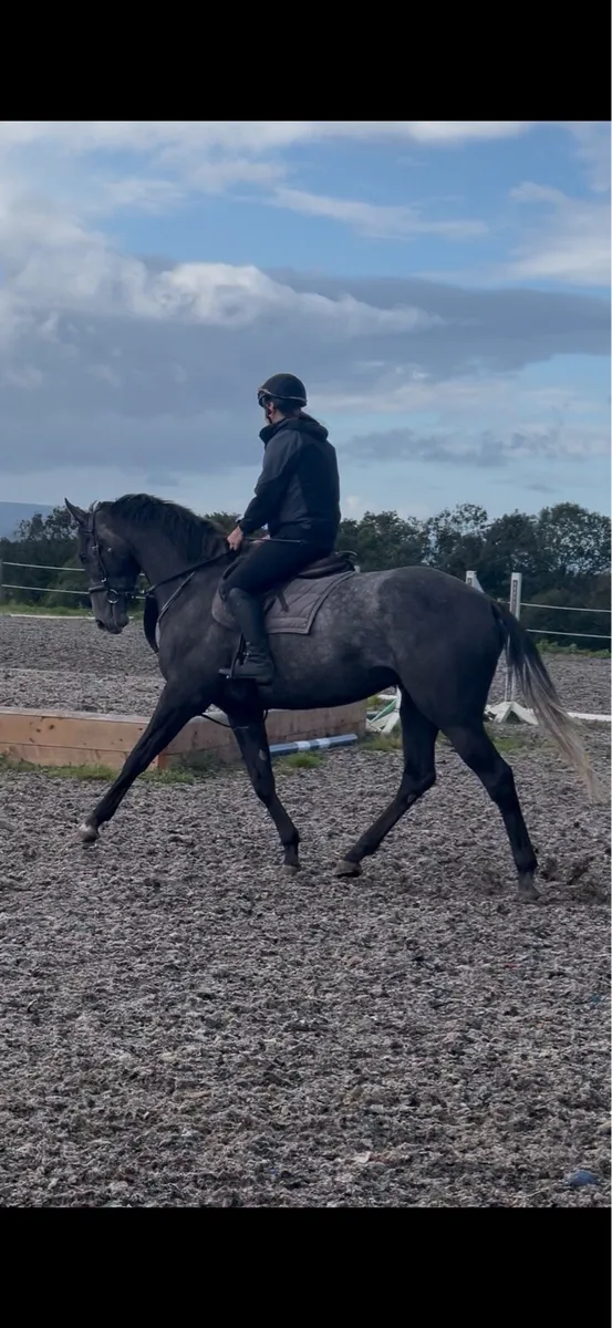 Horse - Image 1