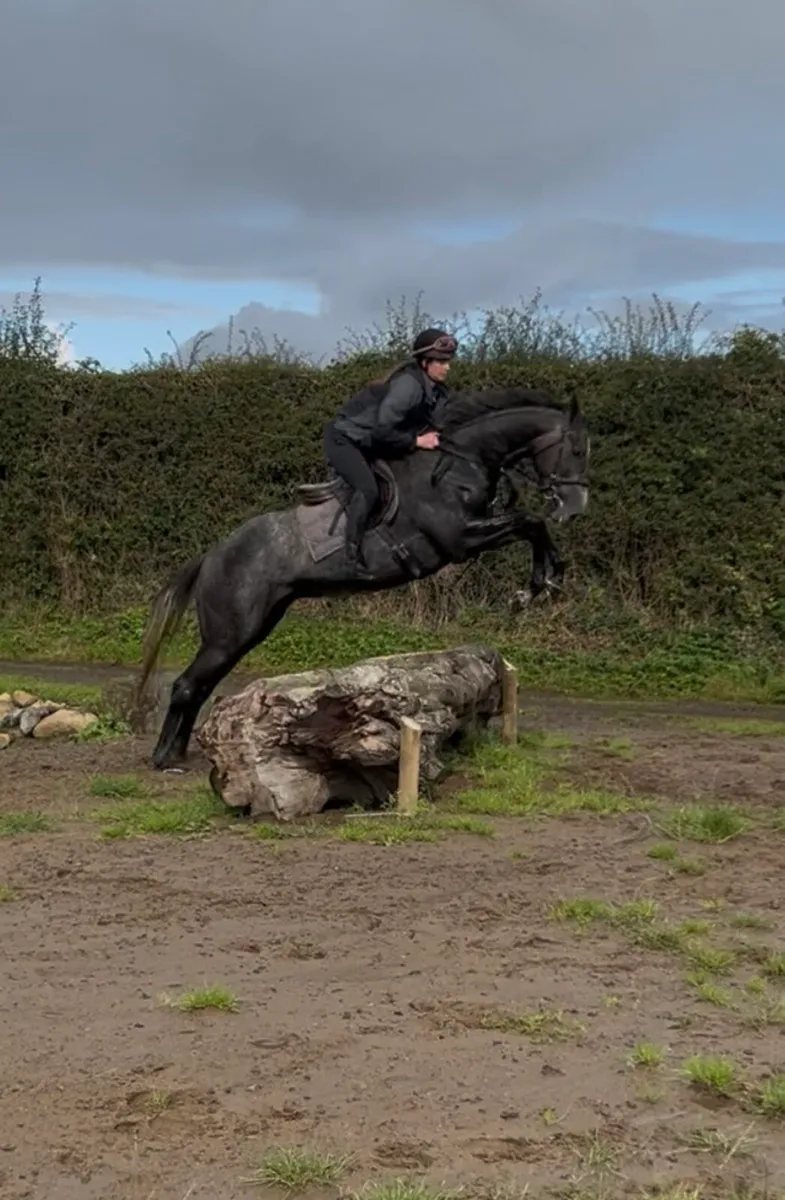 Horse - Image 2
