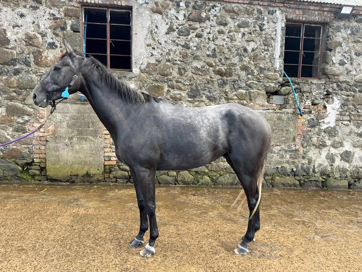 Horse - Image 3