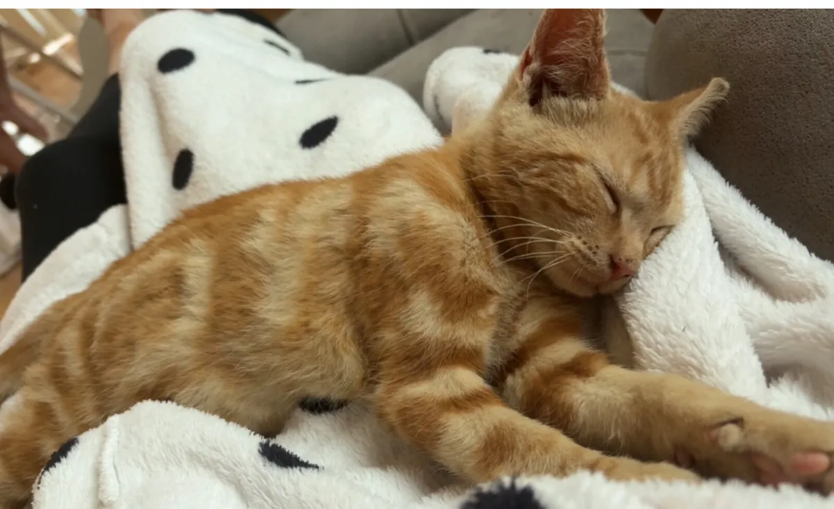 Kittens - Image 2