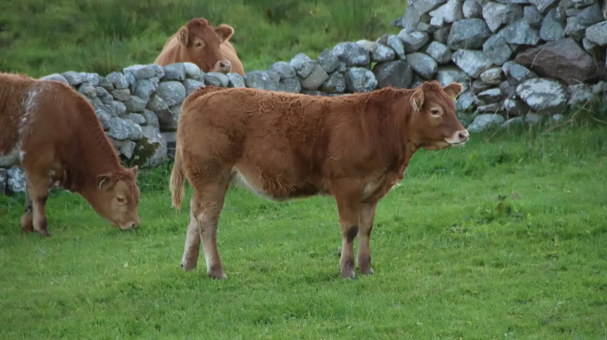Super EBY weanling heifer - Image 2