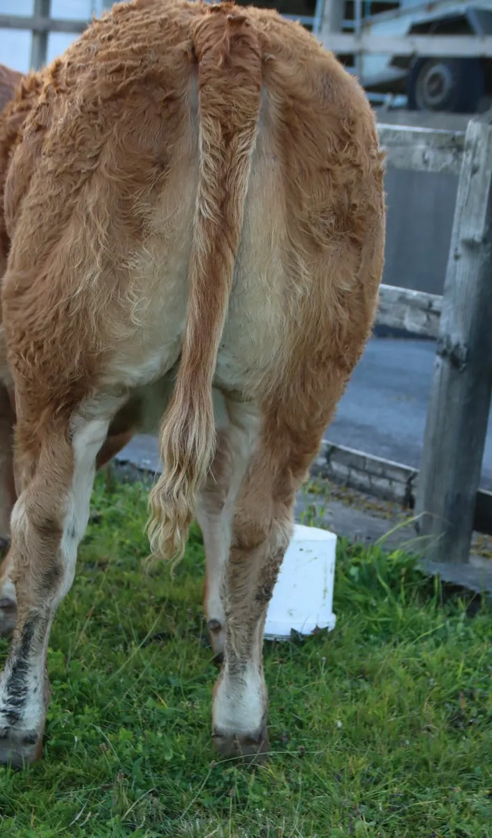 Super EBY weanling heifer - Image 3