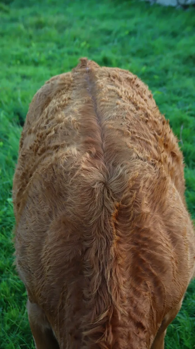 Super EBY weanling heifer - Image 4