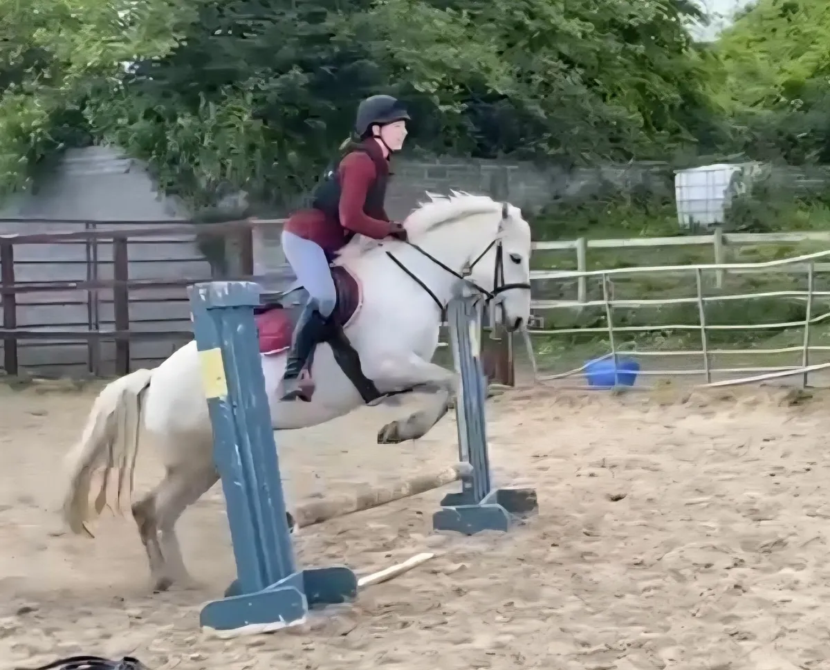 Roseann - Pony Club Dream - Image 4