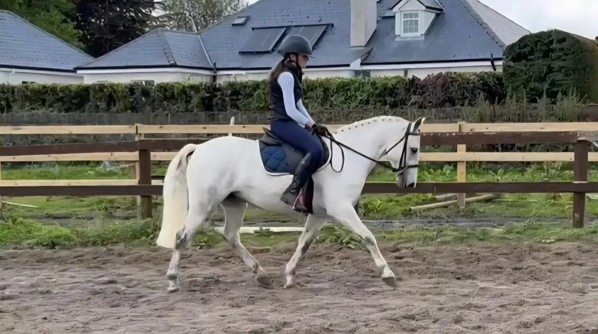 Roseann - Pony Club Dream - Image 1