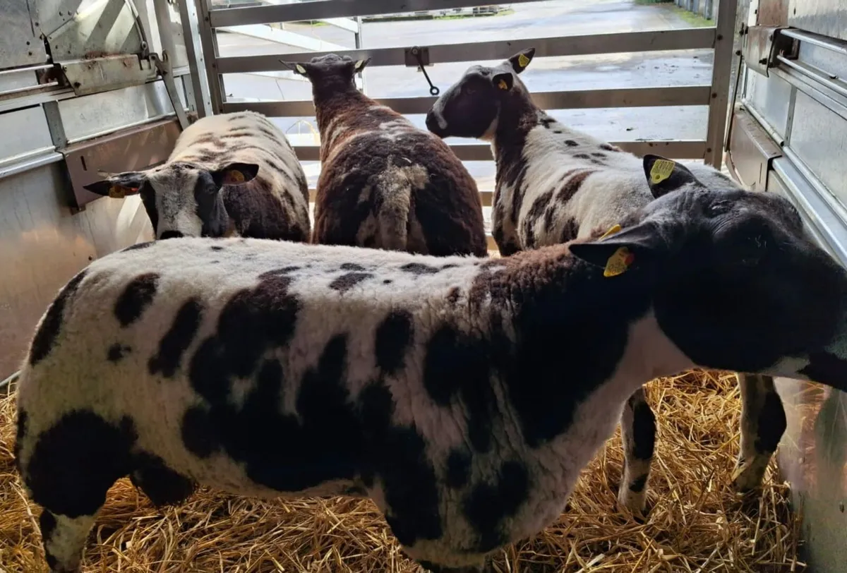 SIS Pedigree Registered Dutch Spotted Ram Lambs - Image 1