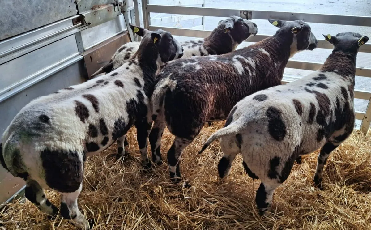 SIS Pedigree Registered Dutch Spotted Ram Lambs - Image 2