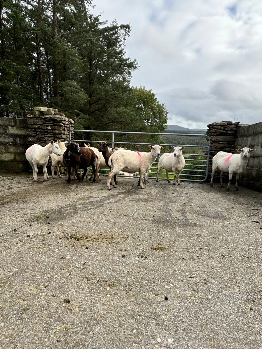 Breedings ewes
