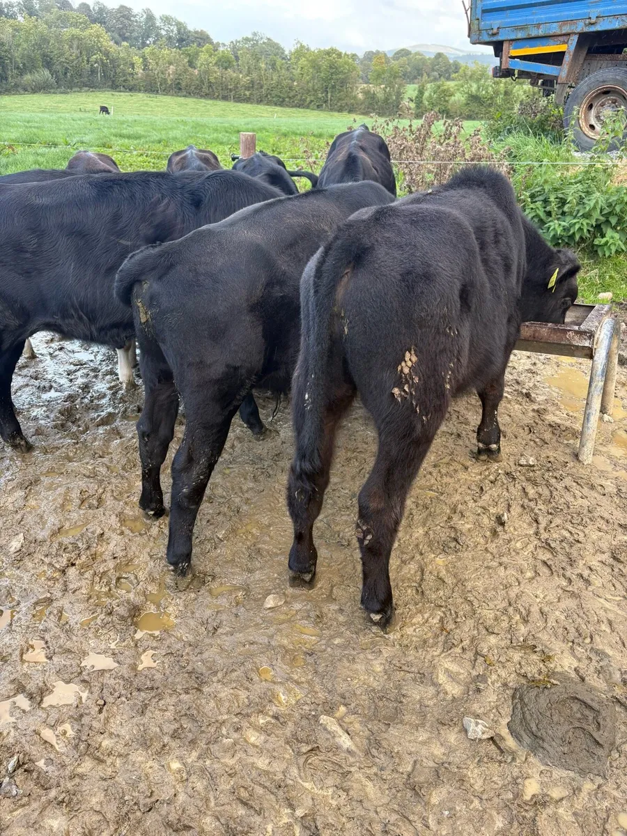 9 smashing bull runners - Image 1
