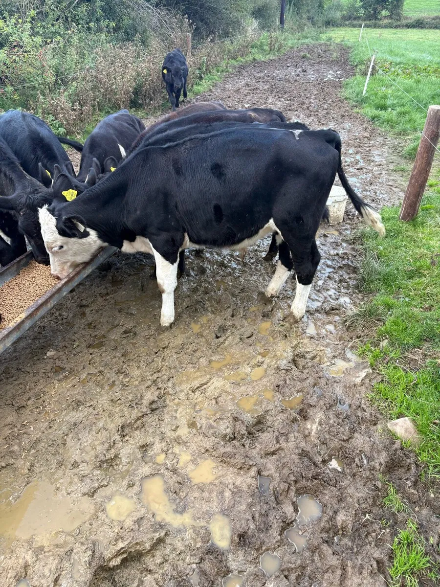9 smashing bull runners - Image 2