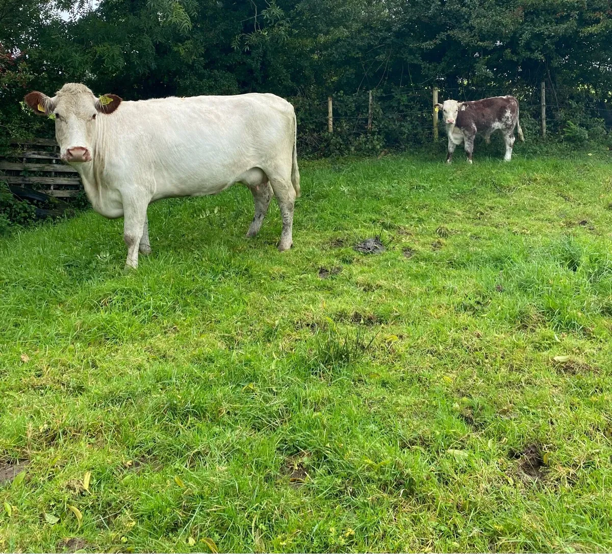 Charolais Cow and Roan Bull Calf - Image 2