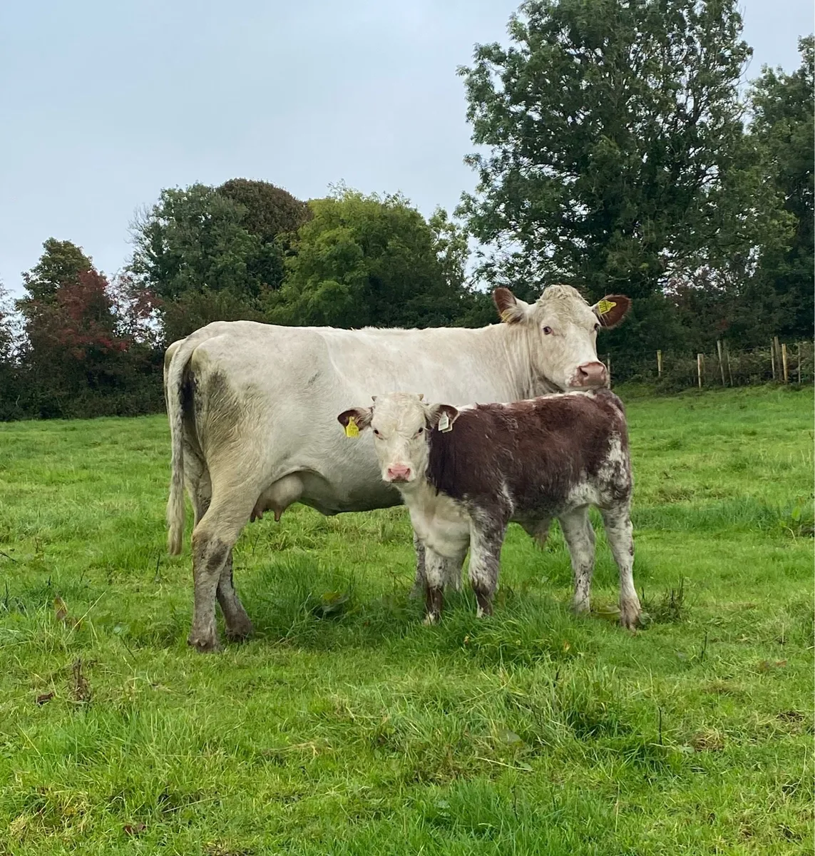 Charolais Cow and Roan Bull Calf - Image 4