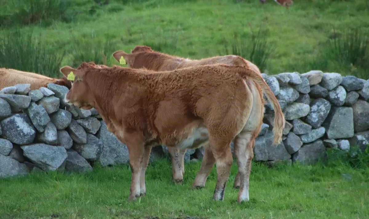 Super EBY weanling heifer - Image 1