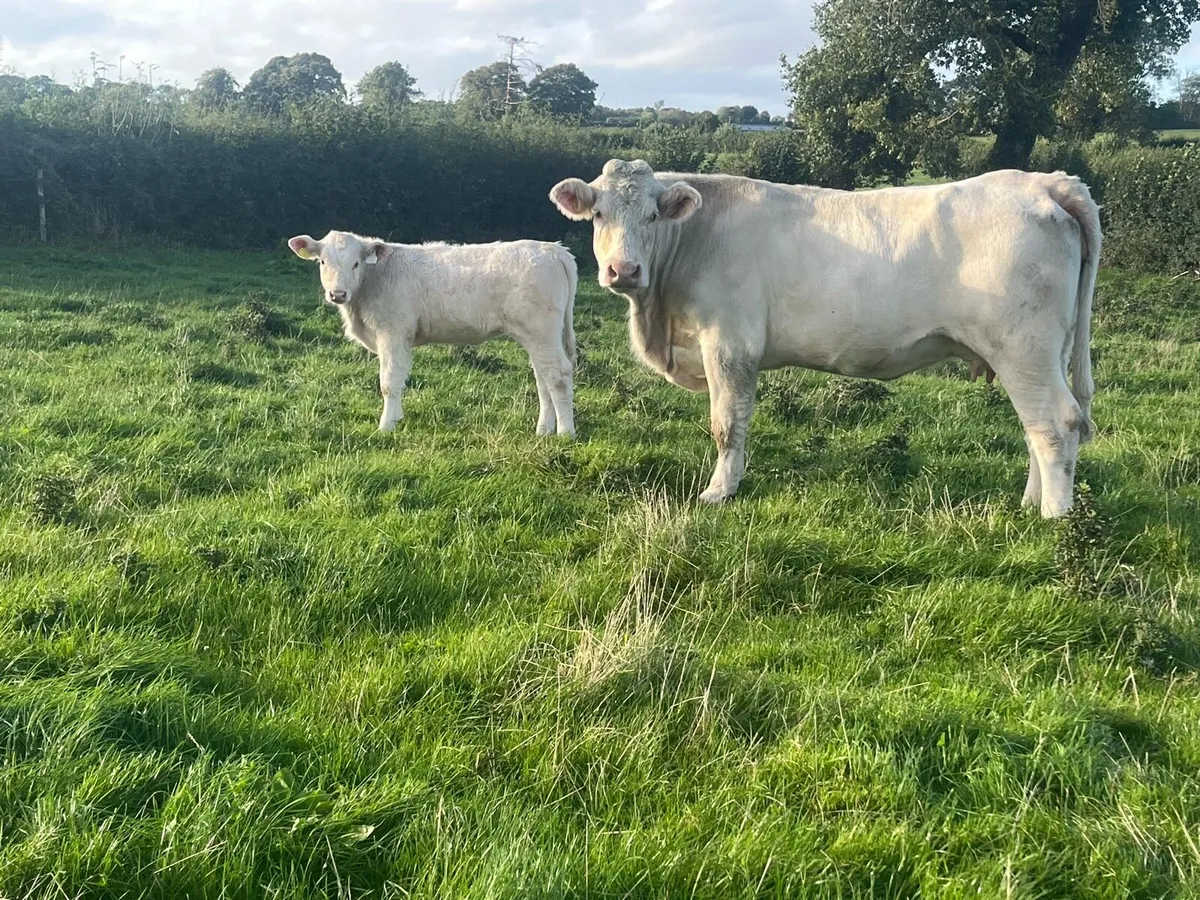 Ped Charolais cows and calves in Tullamore mart - Image 1