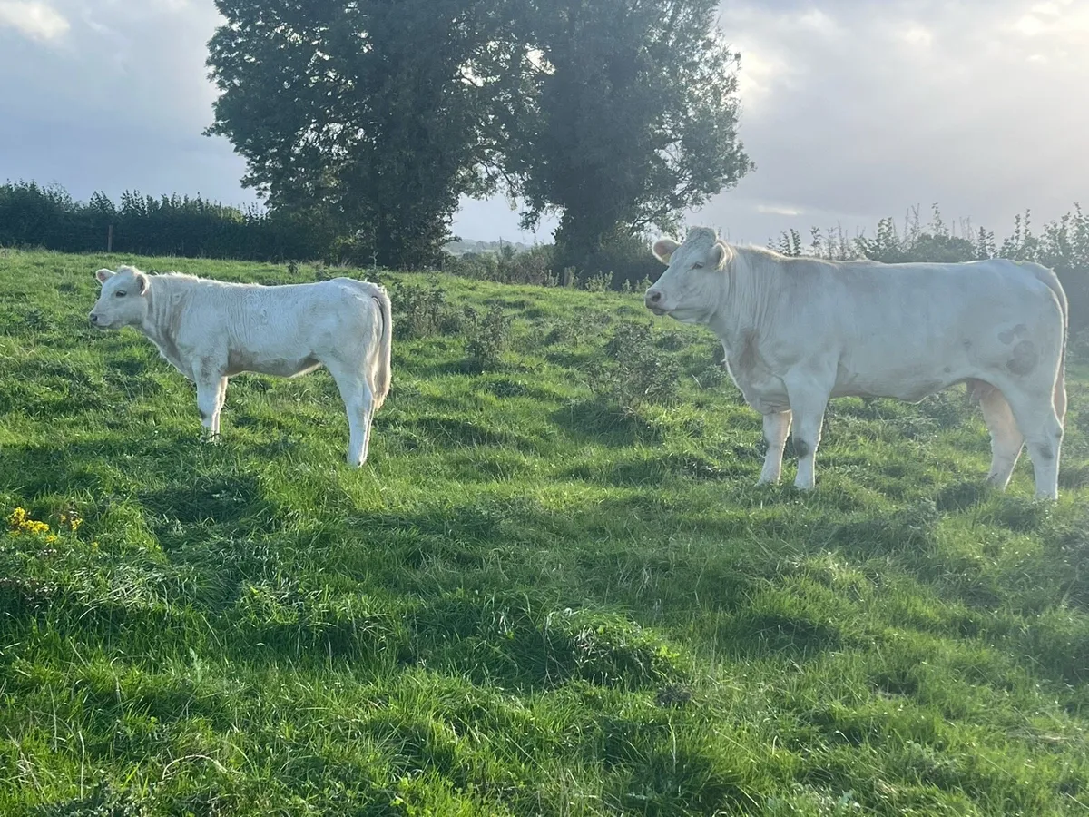 Ped Charolais cows and calves in Tullamore mart - Image 2