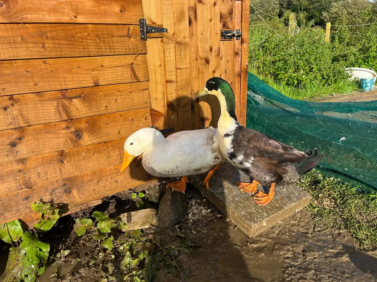 Ducks - Image 1