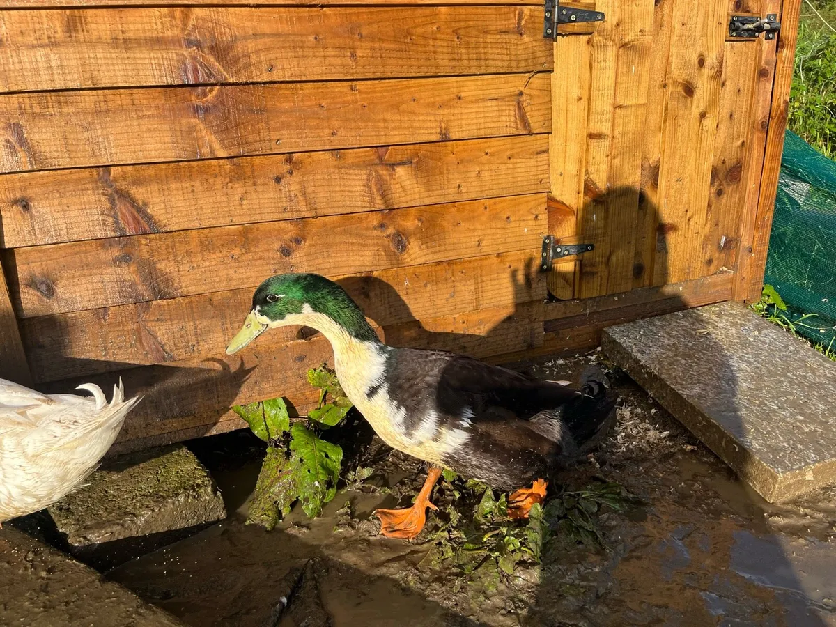 Ducks - Image 2