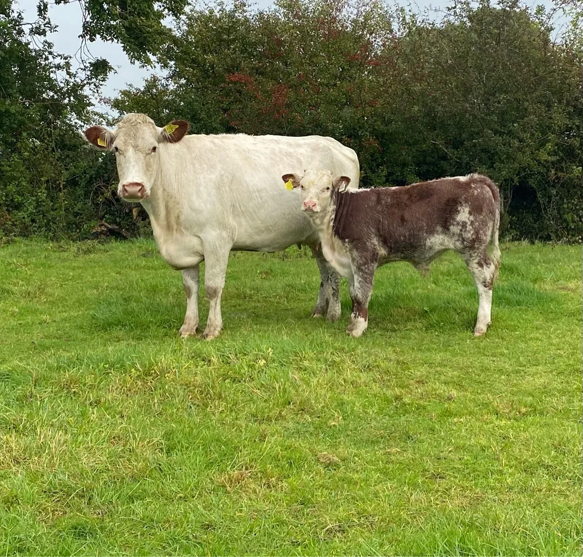 Charolais Cow and Roan Bull Calf - Image 1