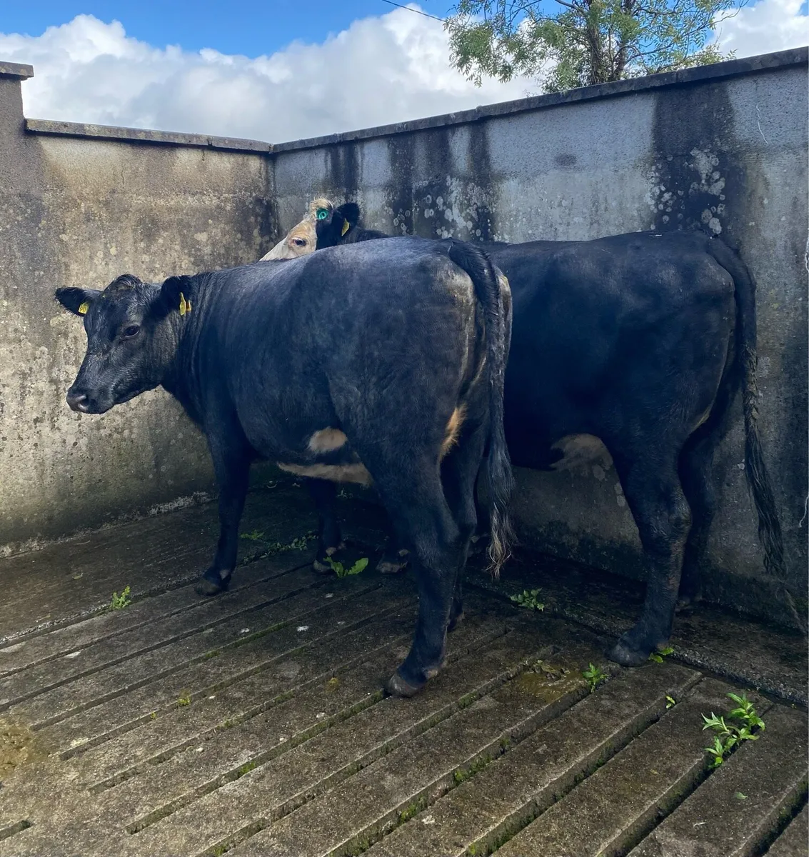 Two Second Calving Springing Cows - Image 2