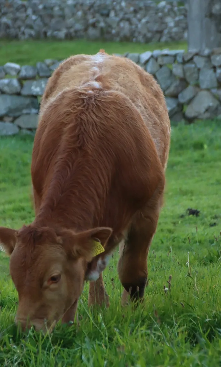 Super Roany Bull Weanlings - Image 3