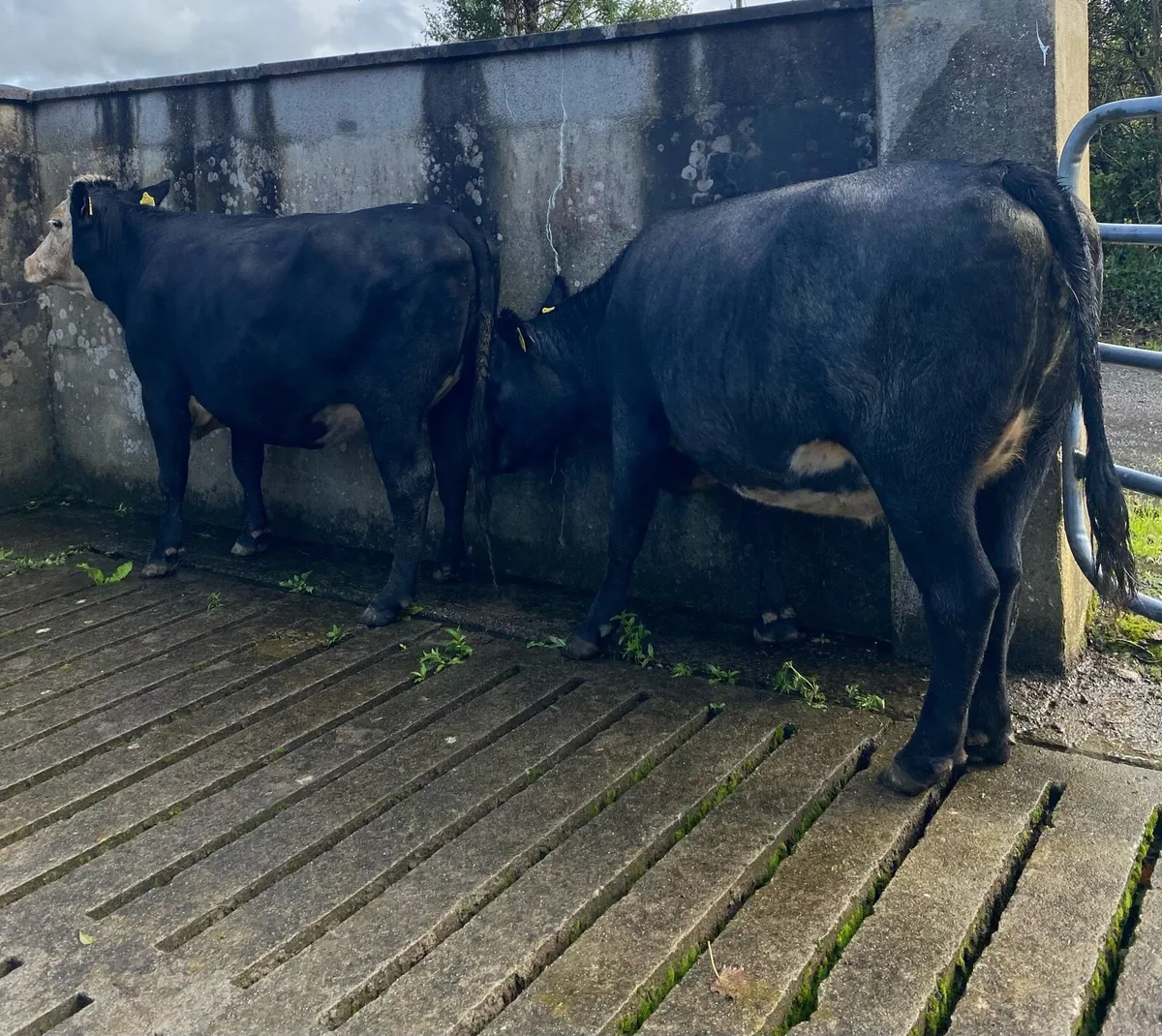 Two Second Calving Springing Cows - Image 3