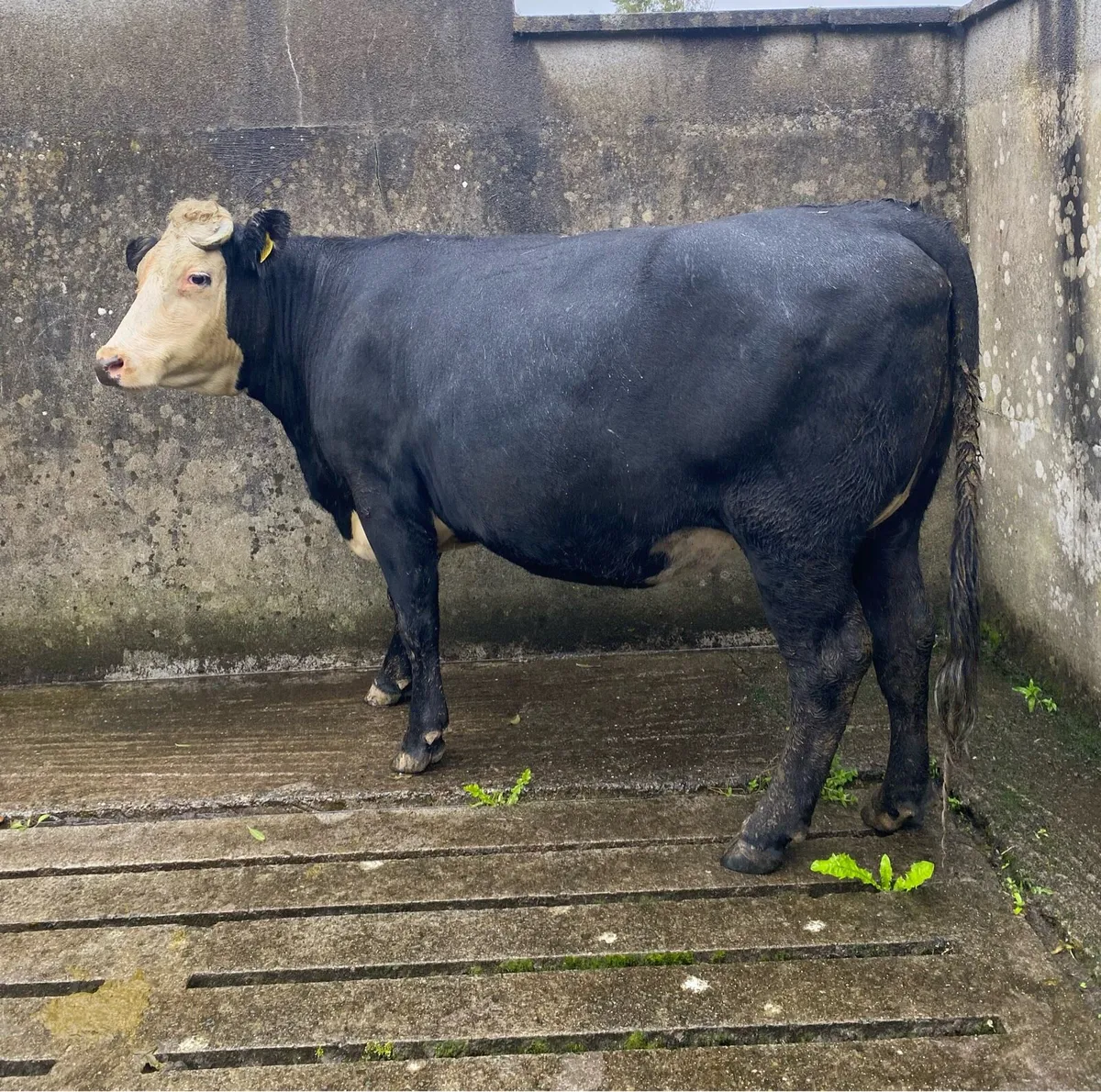Two Second Calving Springing Cows - Image 4