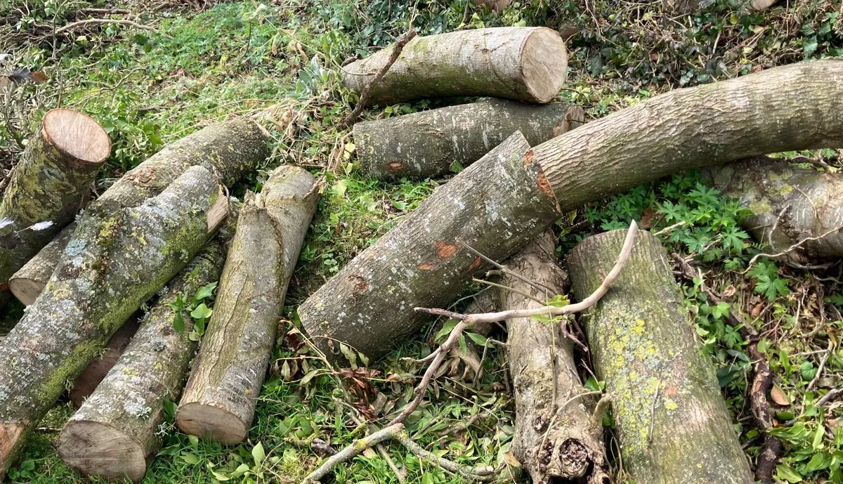 Ash firewood - Image 1