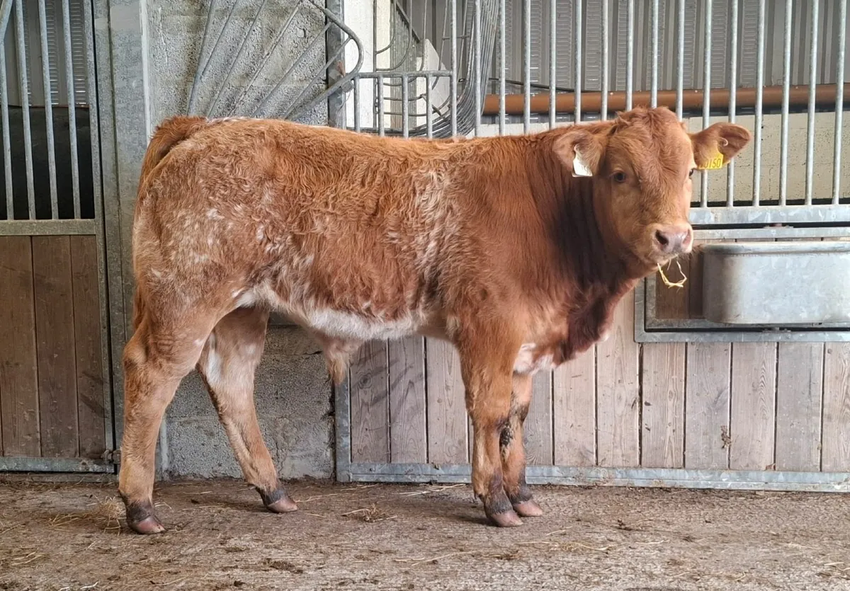 Super Roany Bull Weanlings - Image 2