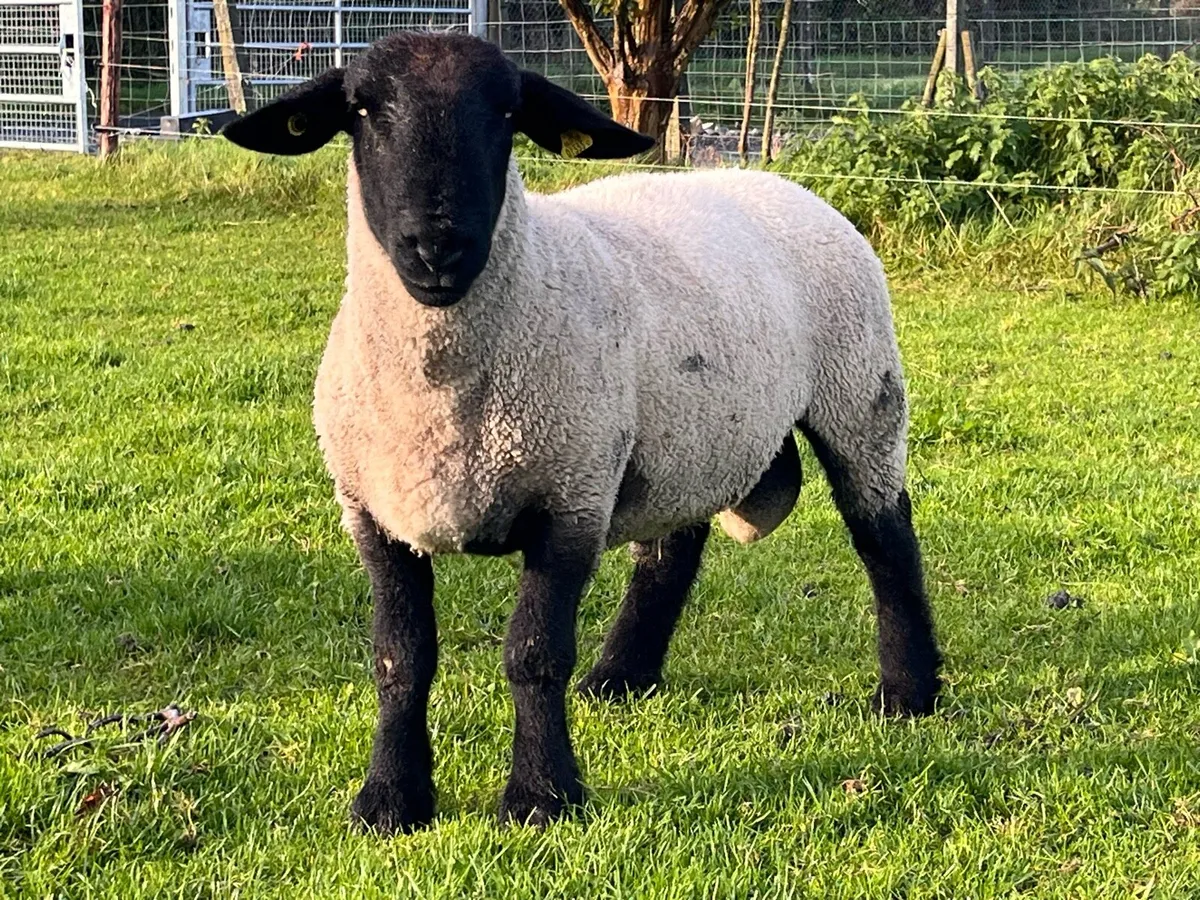 Purebred Suffolk hogget ram - Image 1