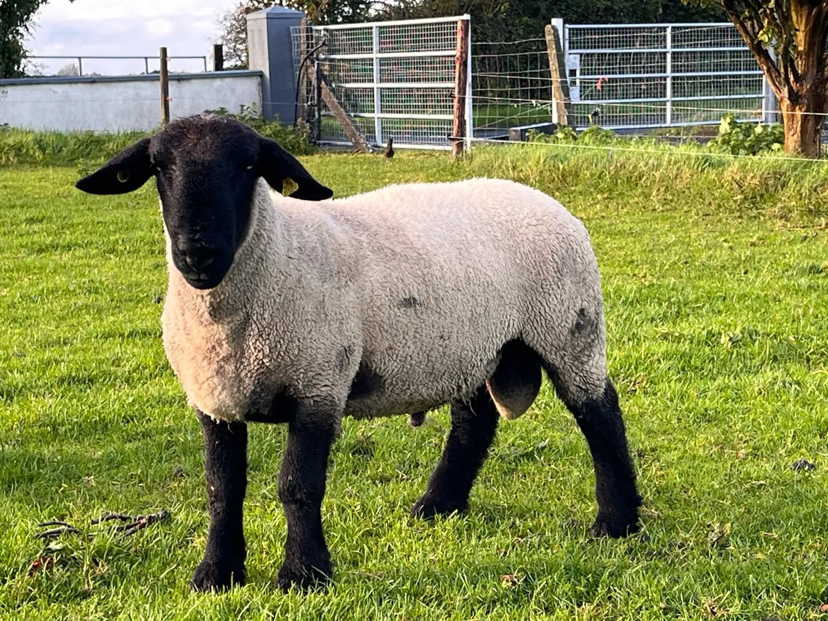 Purebred Suffolk hogget ram - Image 2