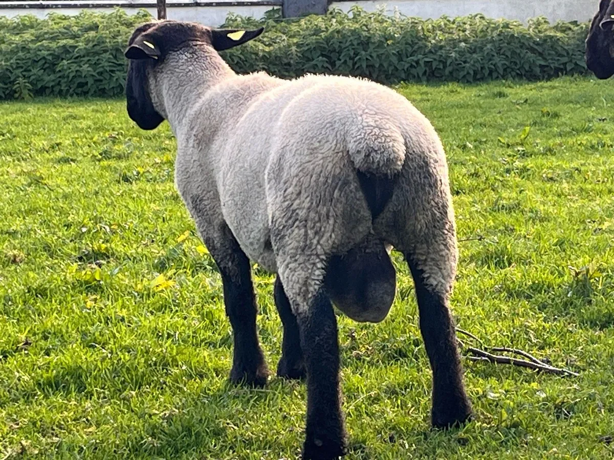 Purebred Suffolk hogget ram - Image 3