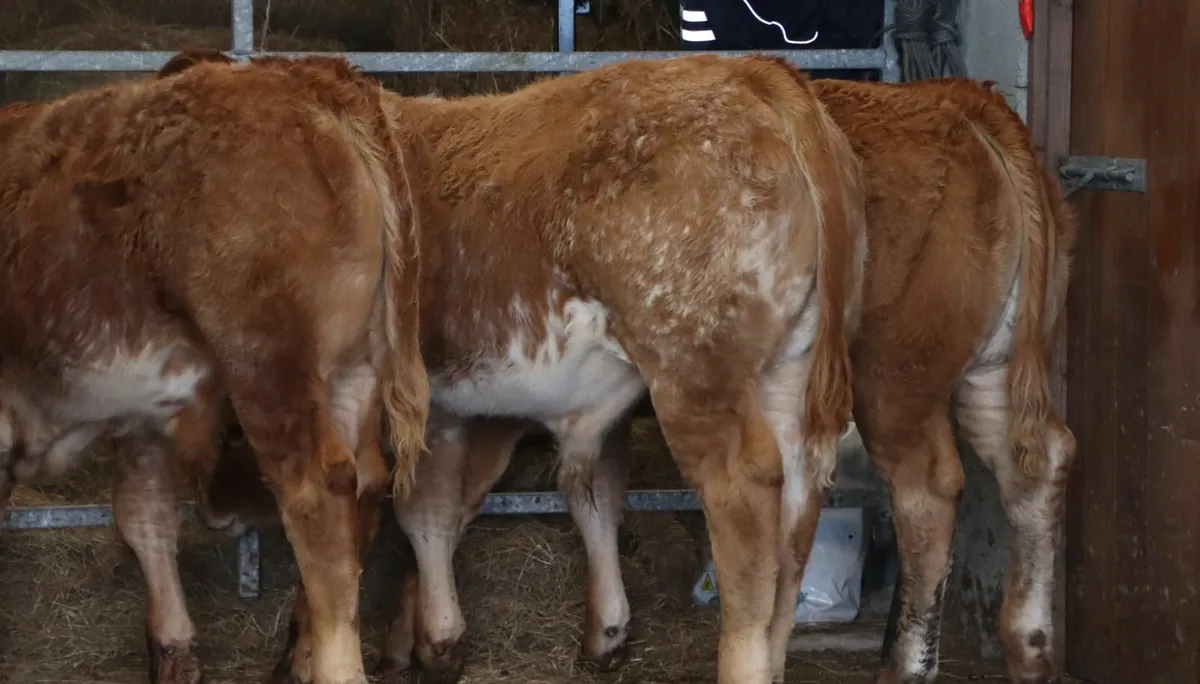 Super Roany Bull Weanlings - Image 1