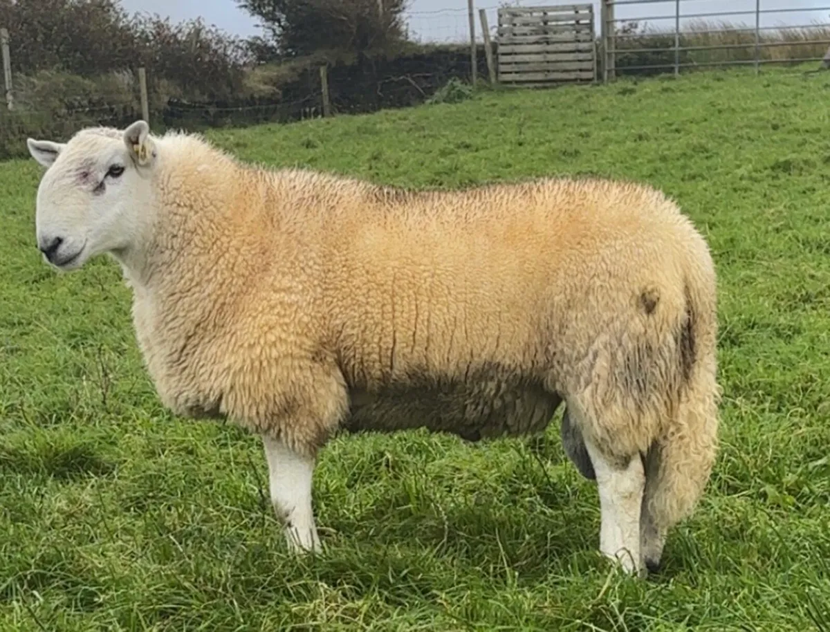Wicklow hogget Cheviot ram PBNR - Image 1