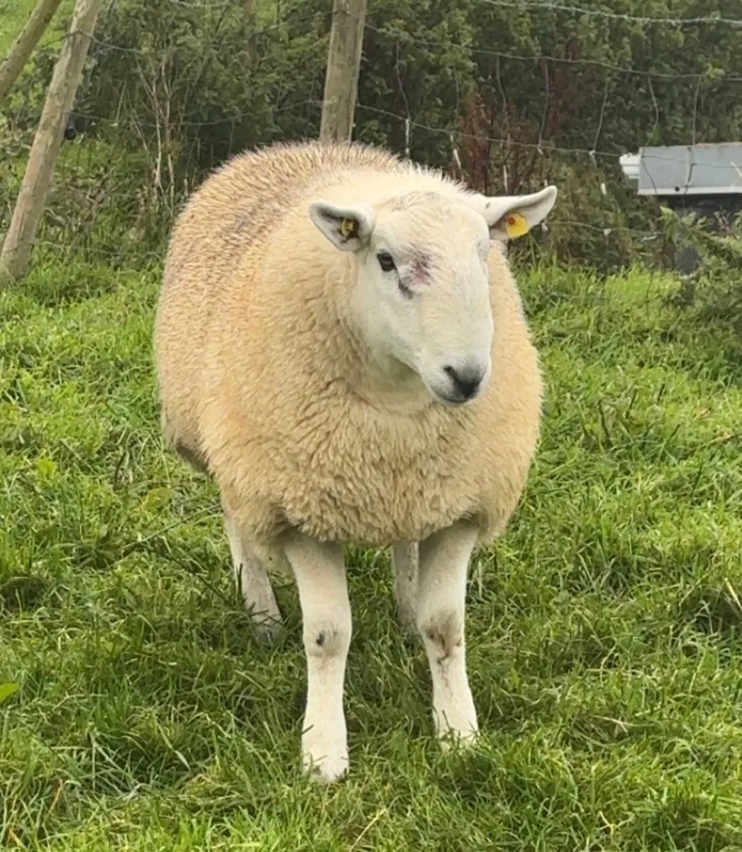 Wicklow hogget Cheviot ram PBNR - Image 2