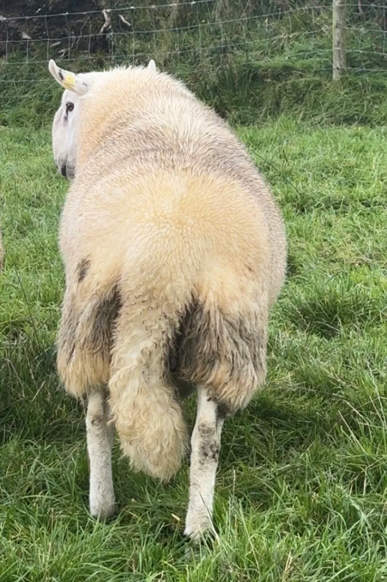 Wicklow hogget Cheviot ram PBNR - Image 3
