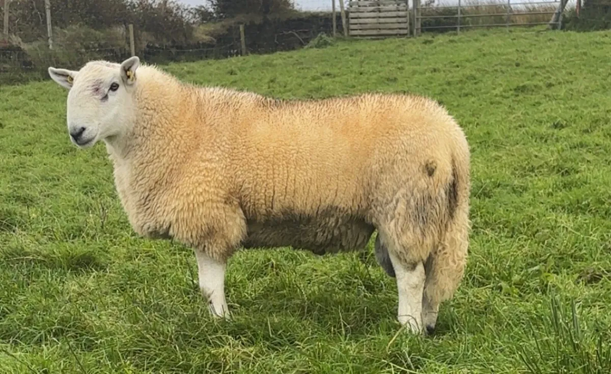 Wicklow hogget Cheviot ram PBNR - Image 4