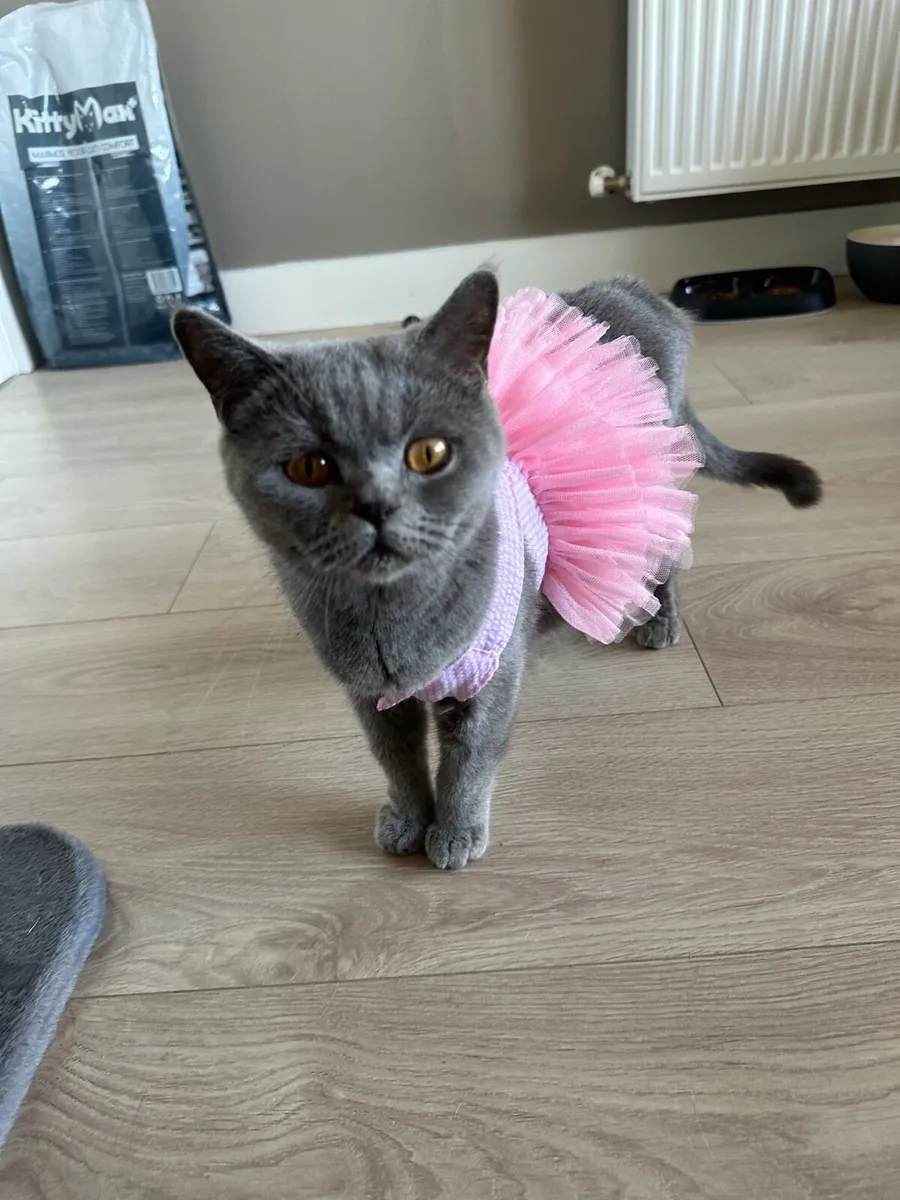 British shorthair female - Image 1