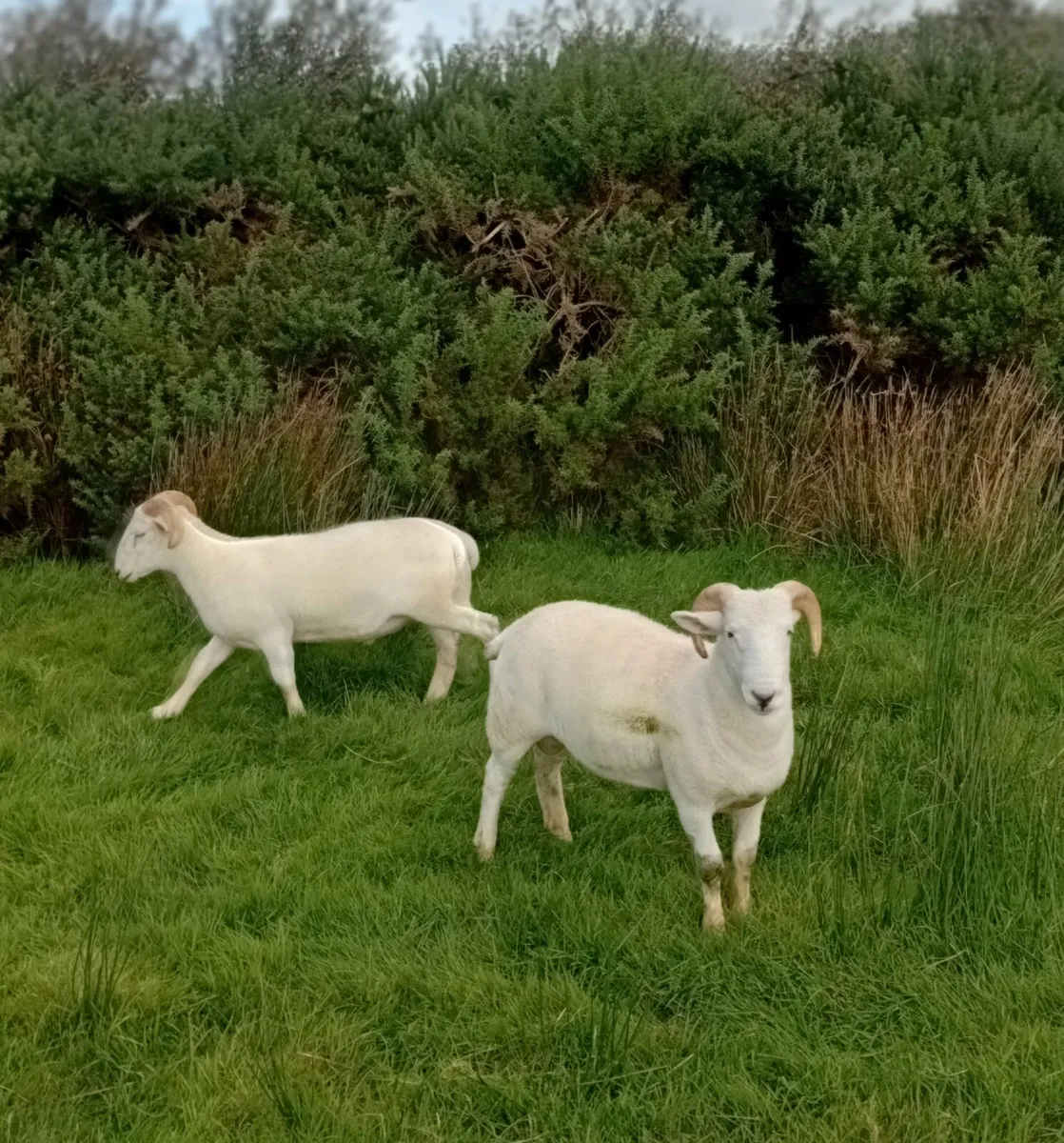 2 Wiltshire Horn Ram Lambs - Image 3