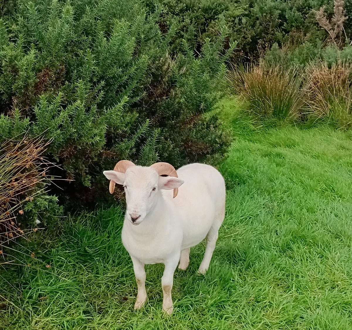 2 Wiltshire Horn Ram Lambs - Image 2