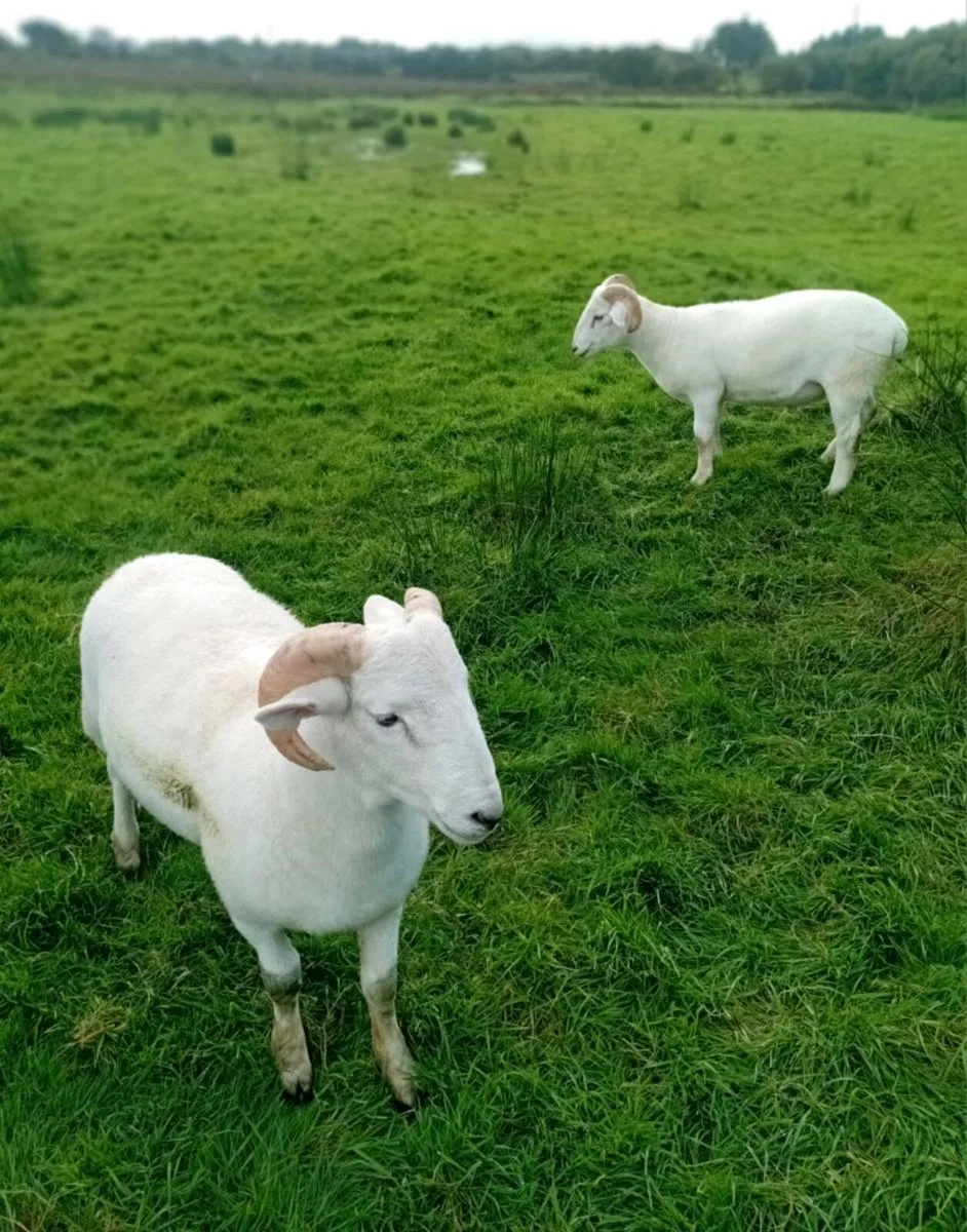 2 Wiltshire Horn Ram Lambs - Image 1