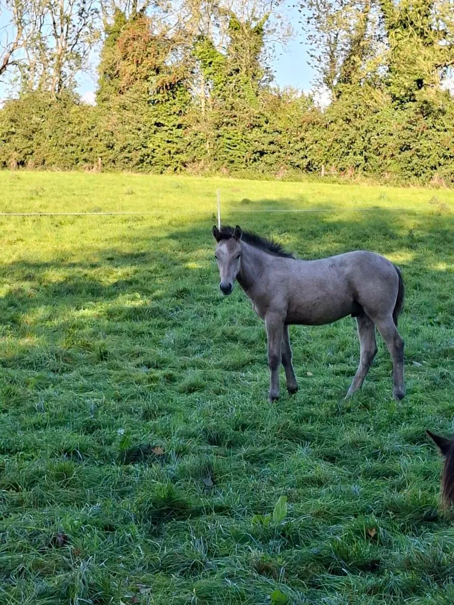 Connemara Foal - Image 1