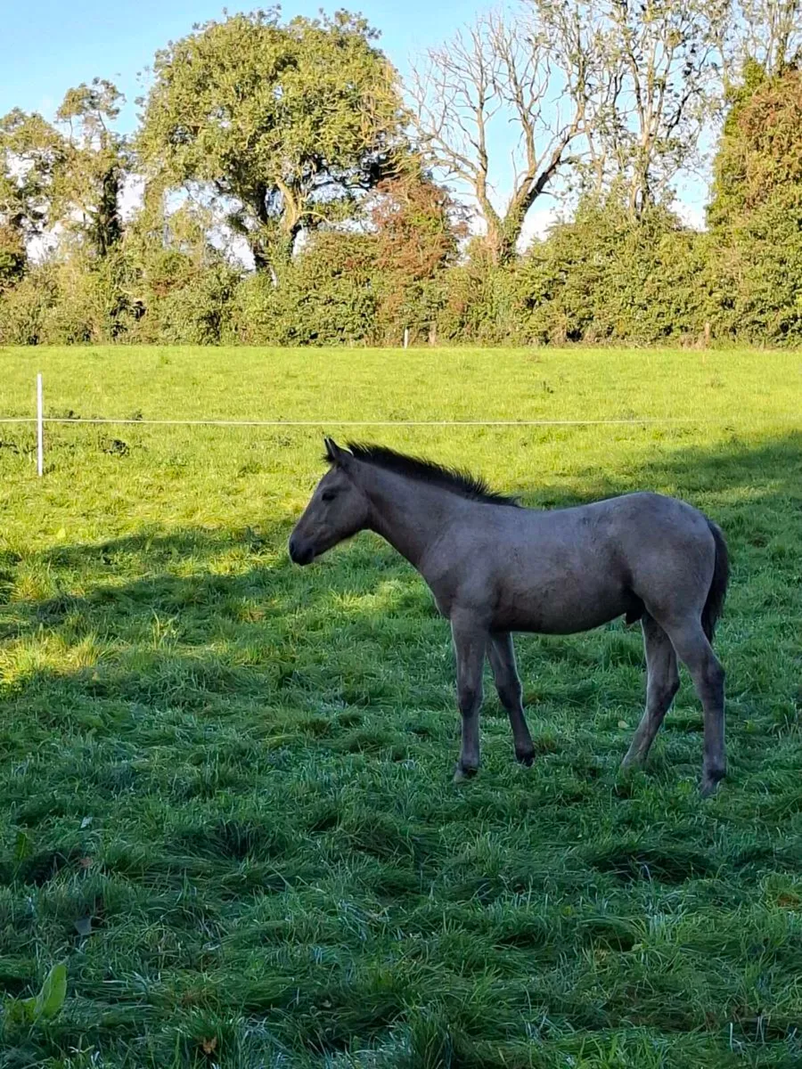 Connemara Foal - Image 2