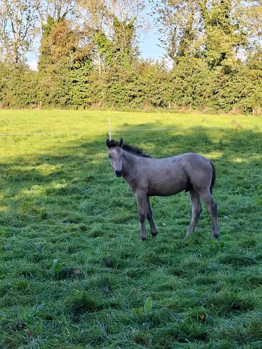 Connemara Foal - Image 3
